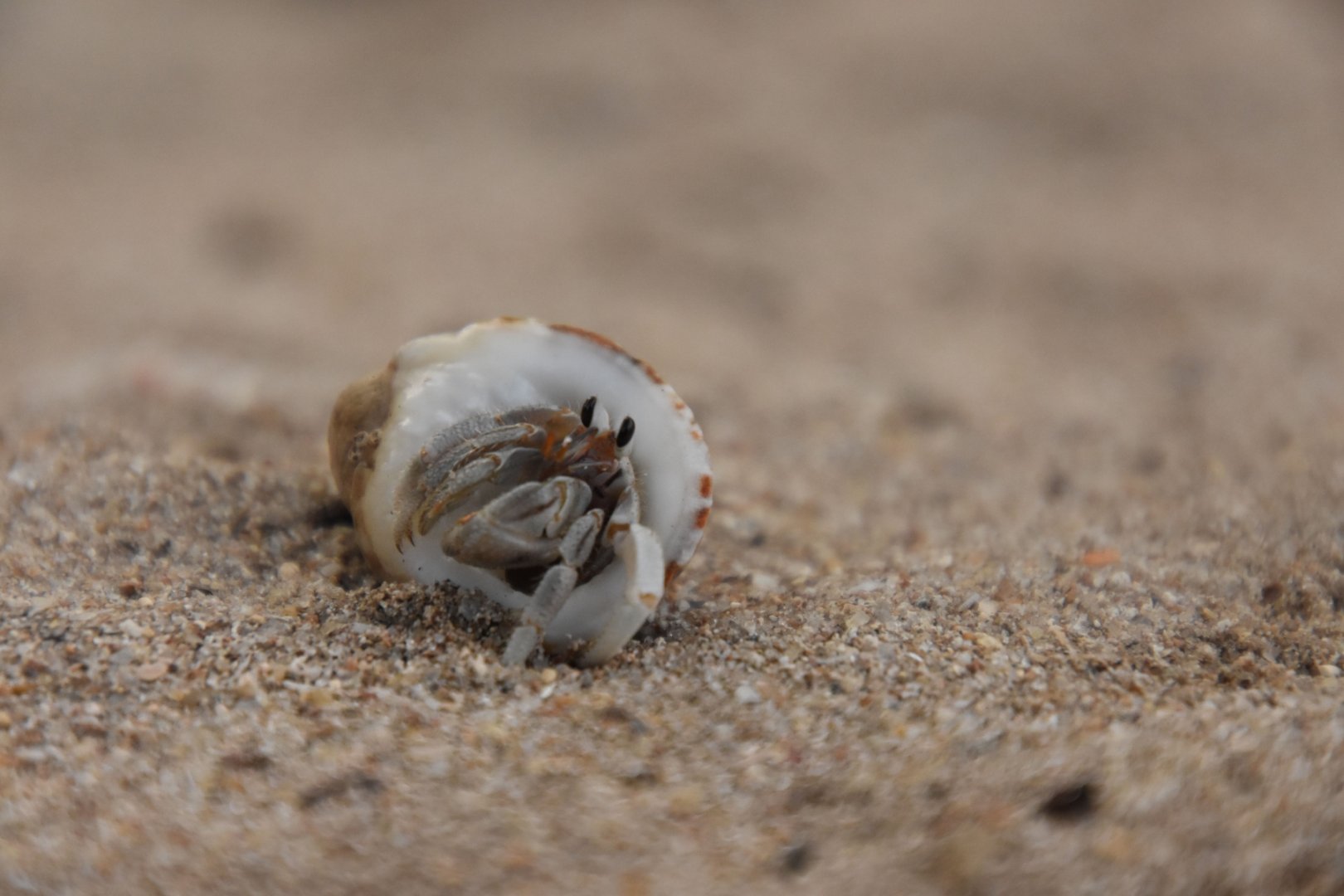 Hermit crab