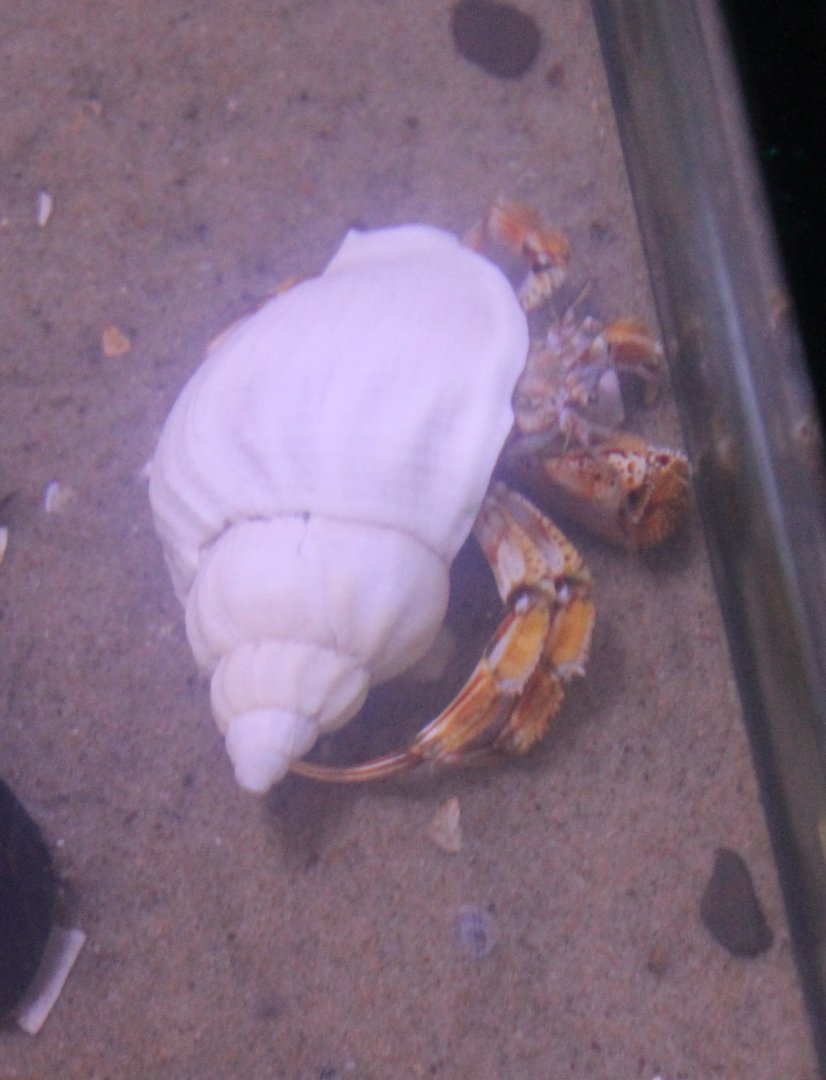 Hermit crab