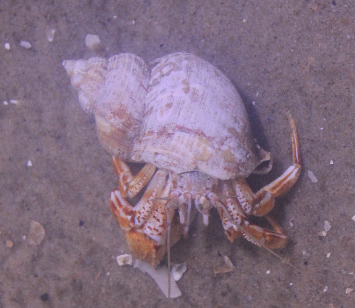 Hermit crab