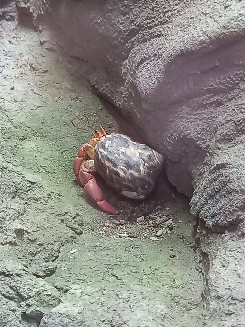 Hermit Crab