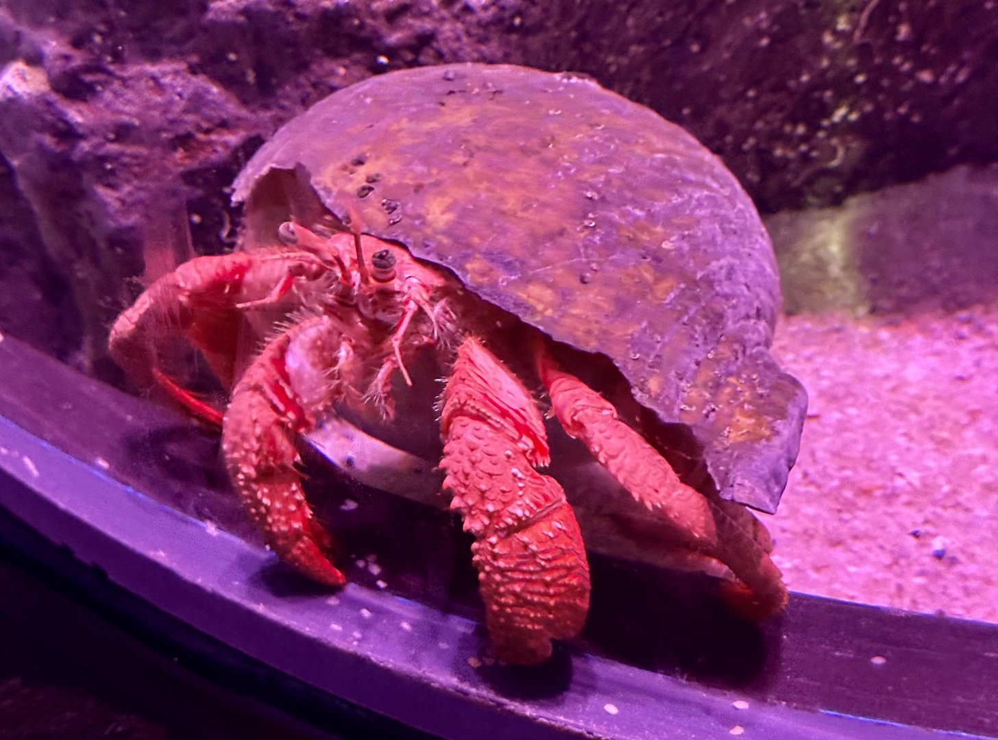 Hermit crab