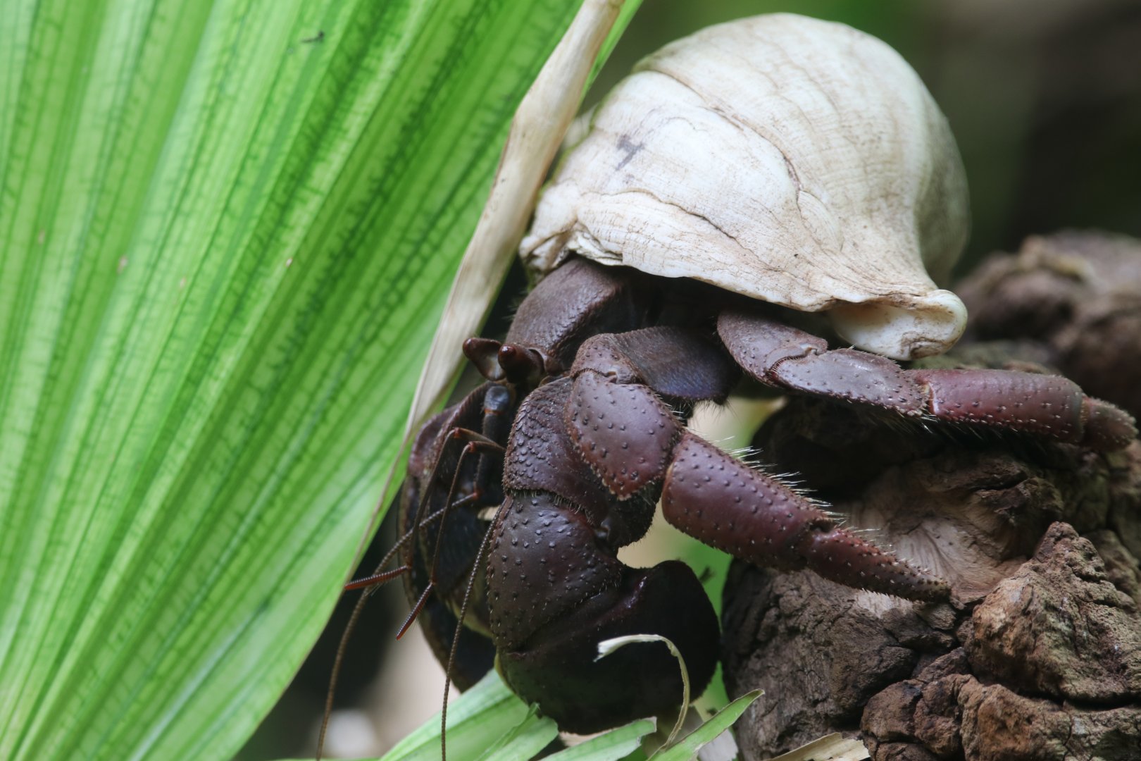 Hermit crab