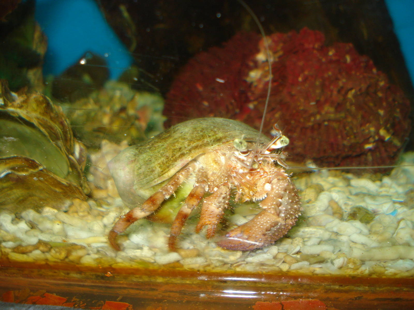 Hermit crab