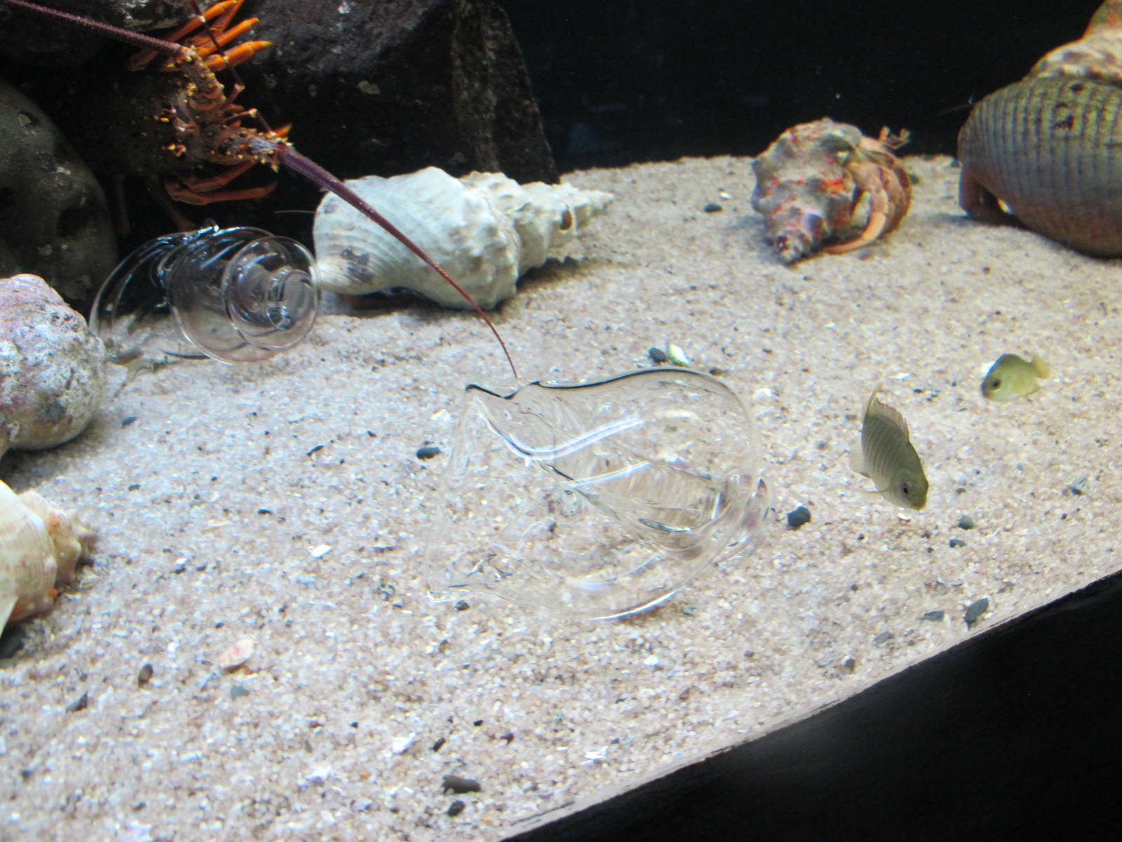 Hermit Crabs - Kelly Tarlton's 2012