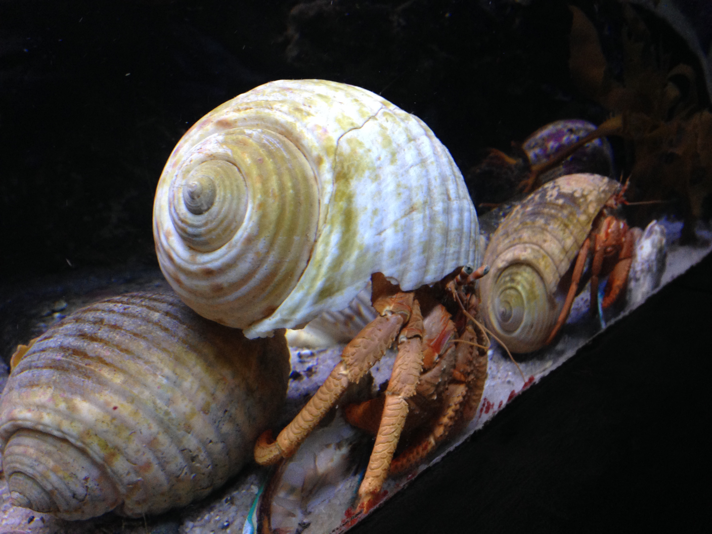 Hermit Crabs - Kelly Tarlton's 2015