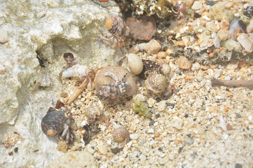 Hermit crabs.  Rarotonga