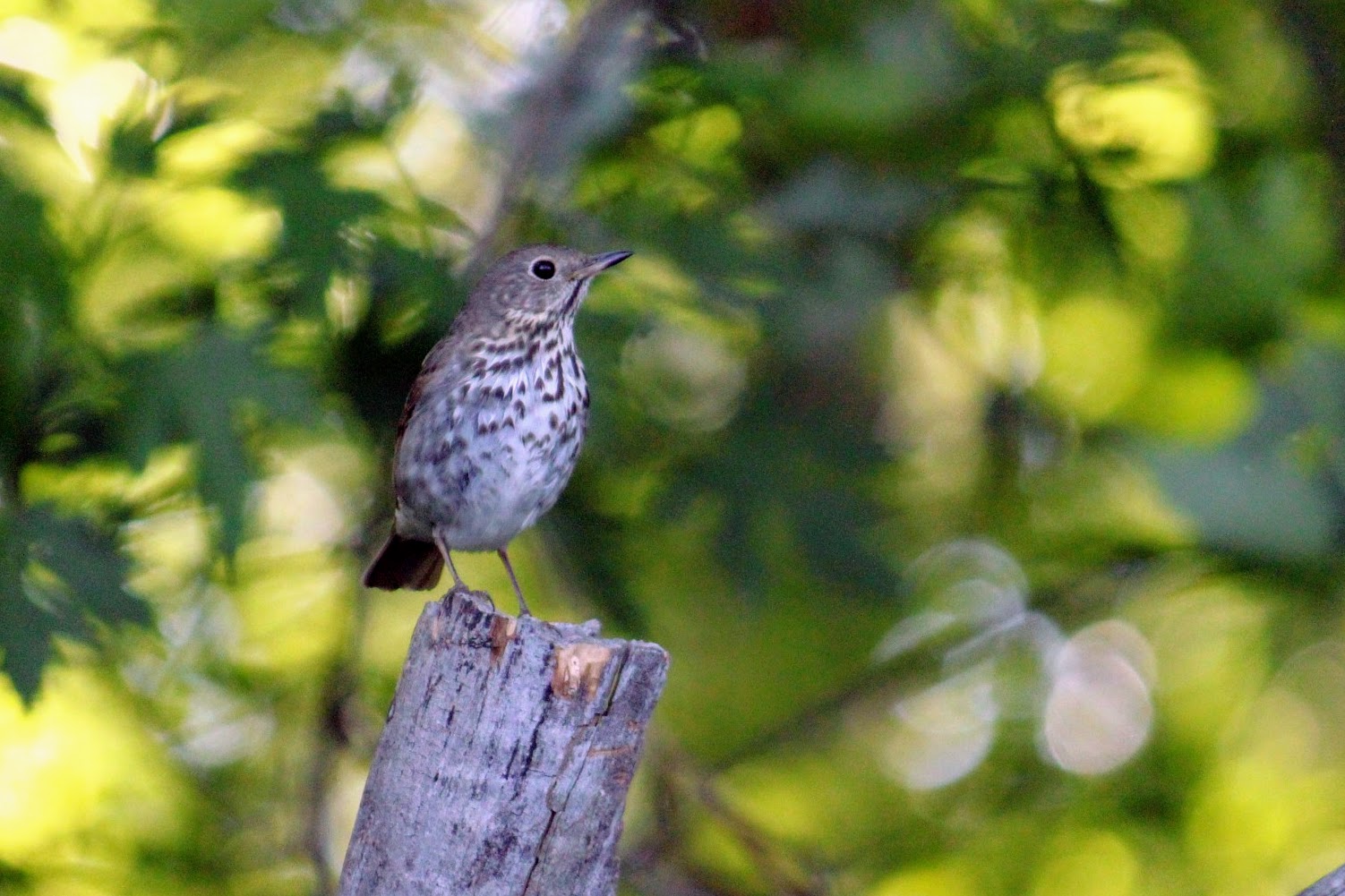 Hermit Thrush (auduboni)