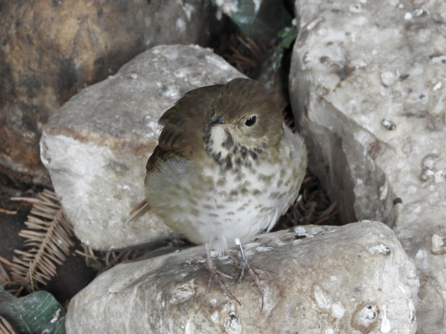 Hermit Thrush (Catharus guttatus)