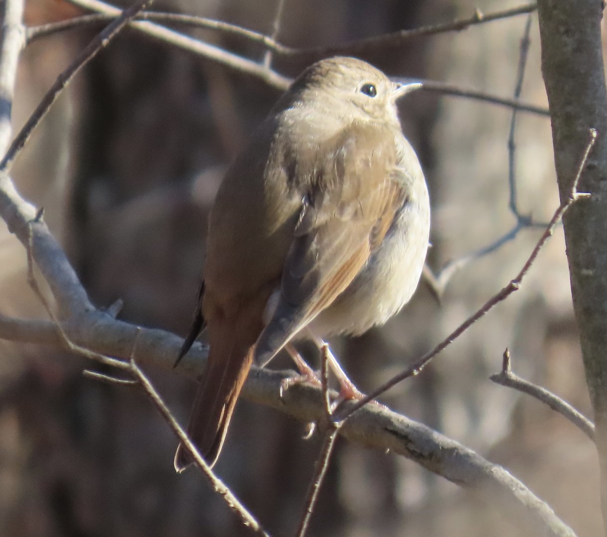 Hermit Thrush (Catharus guttatus)