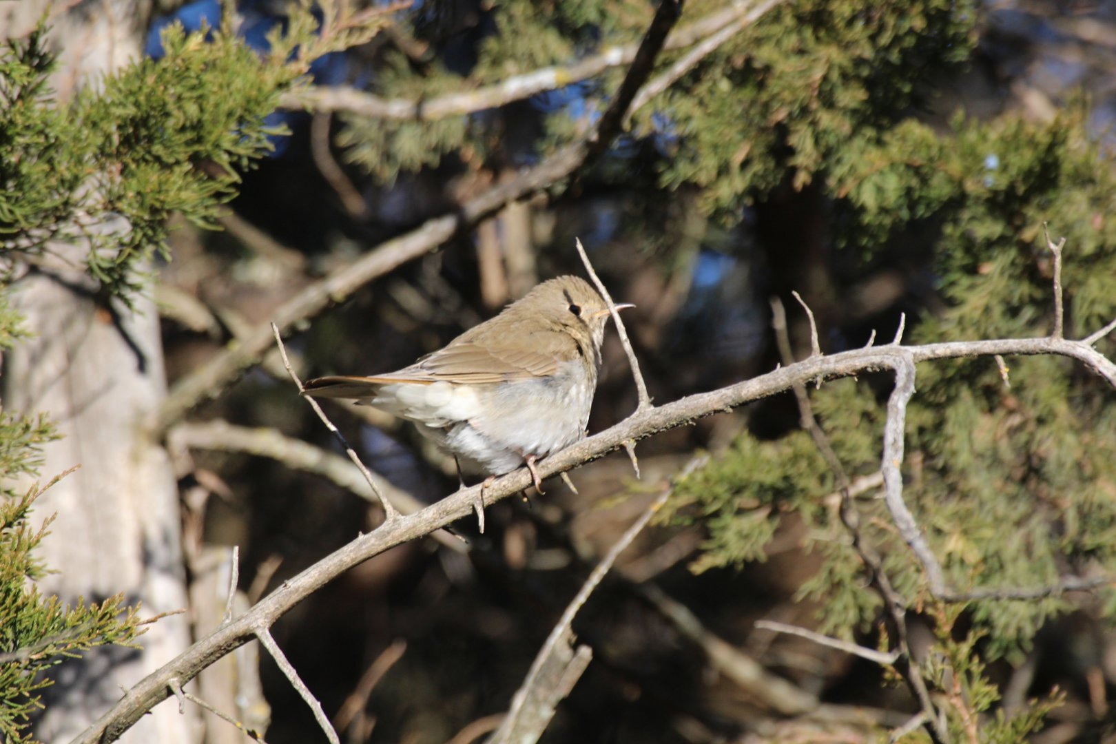 Hermit Thrush (eastern)