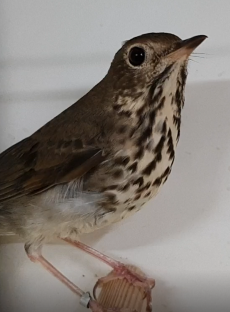 Hermit thrush