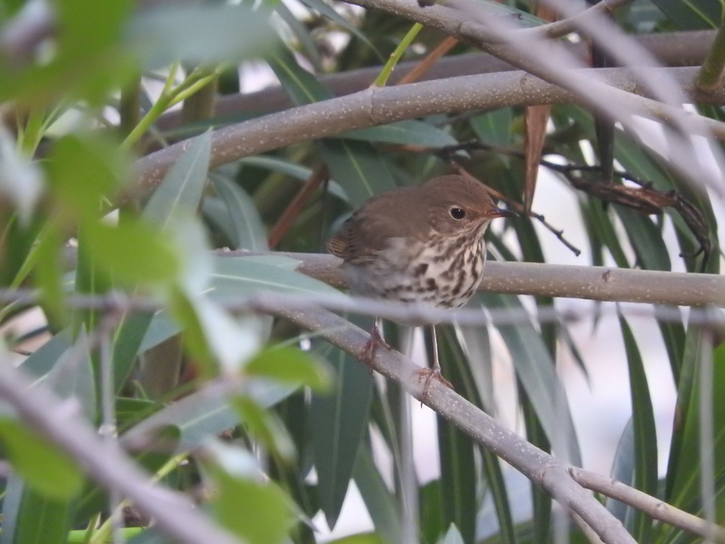 Hermit Thrush