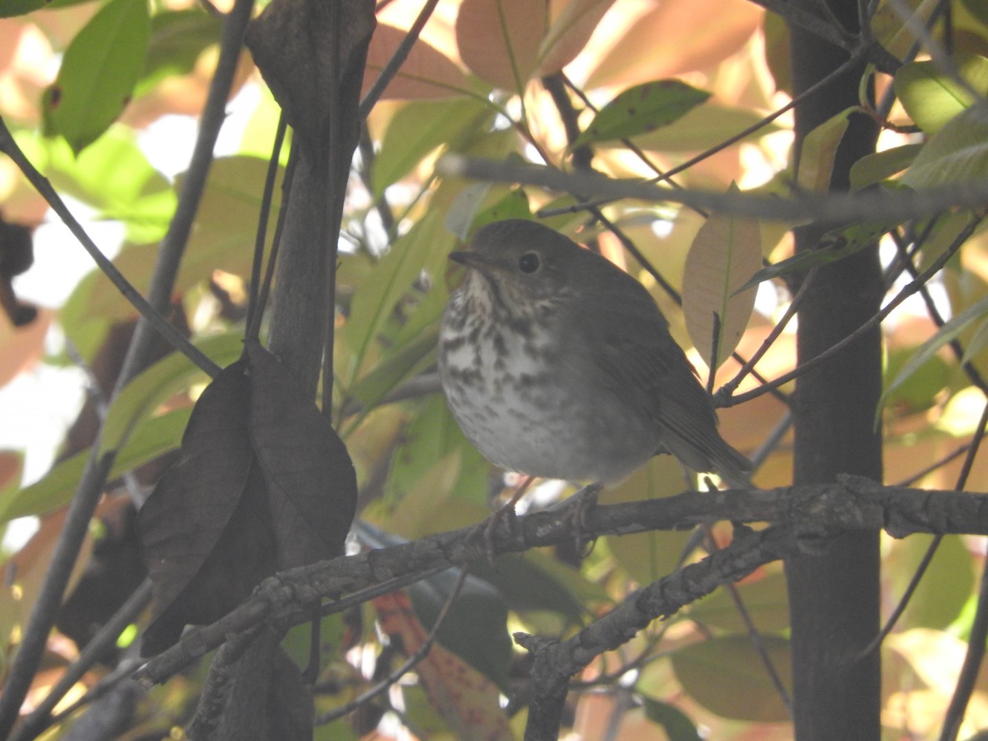 Hermit Thrush