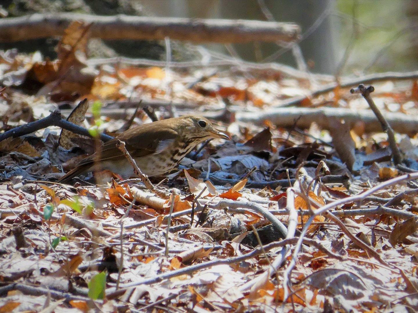Hermit Thrush