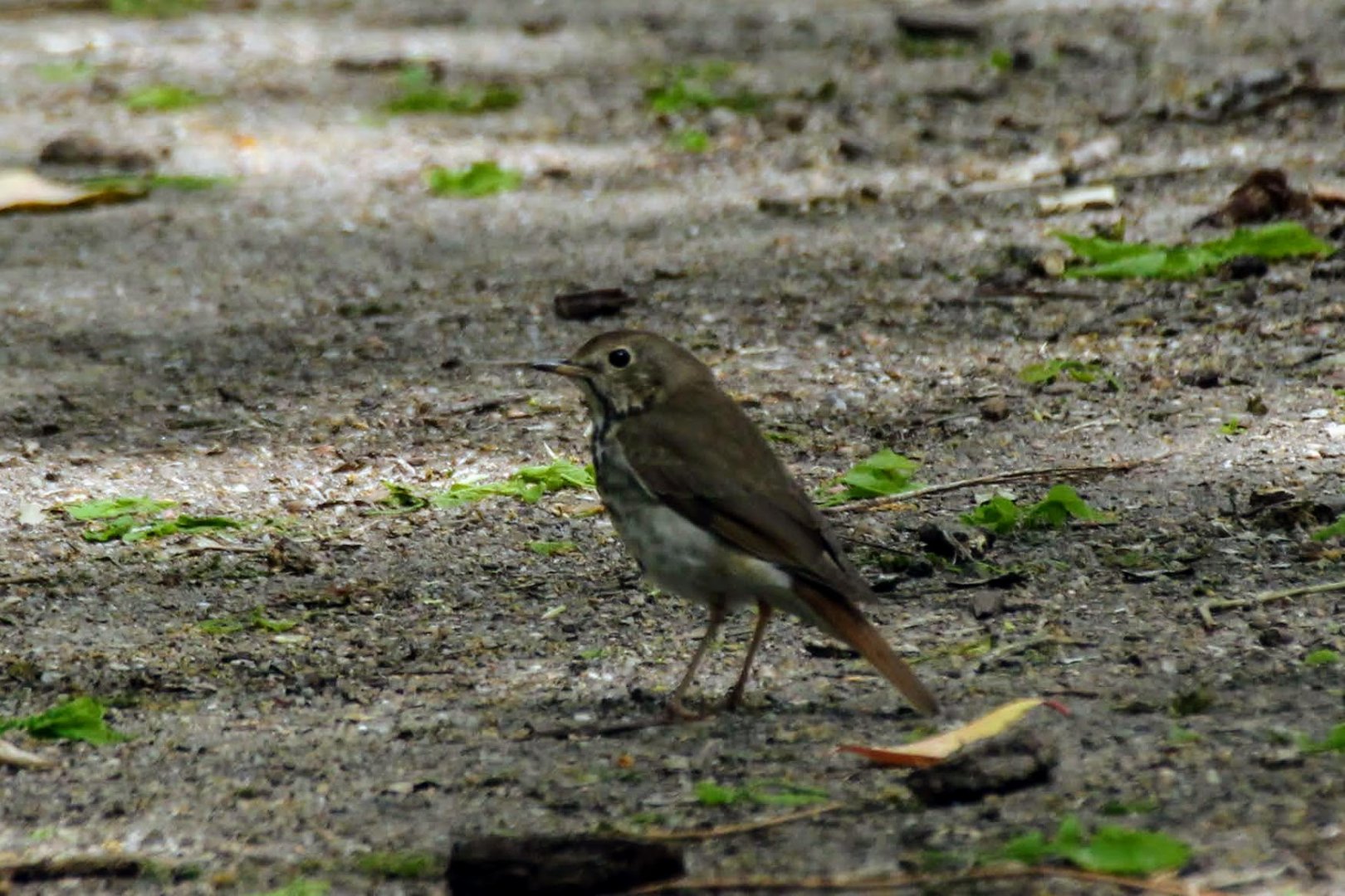 Hermit Thrush