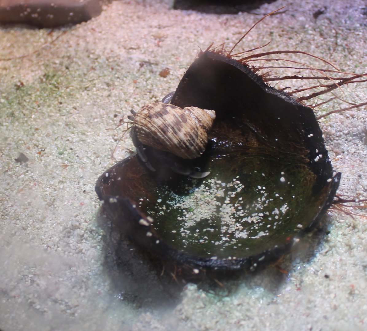 Hermite crab - Coenobita rugosus