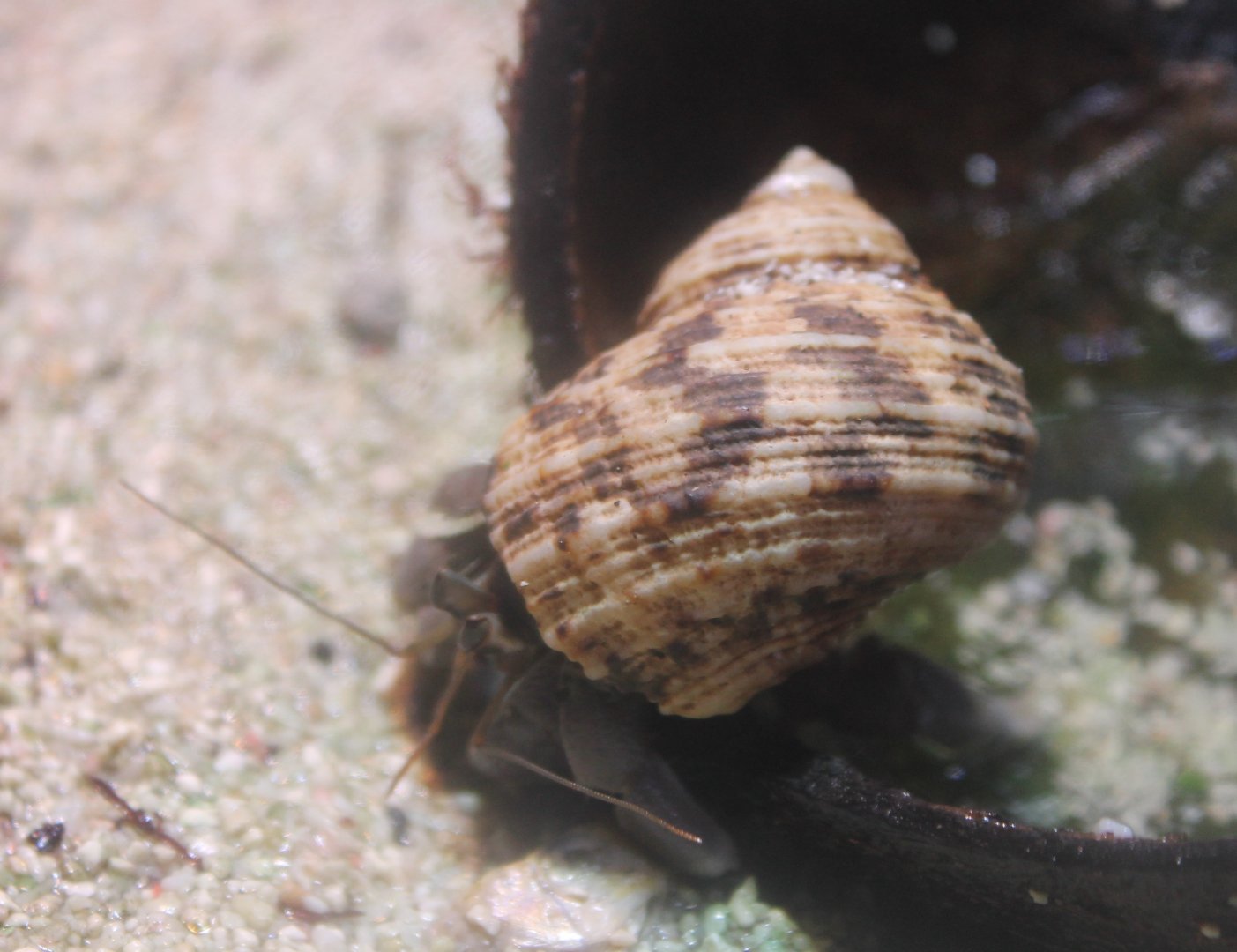 Hermite crab - Coenobita rugosus
