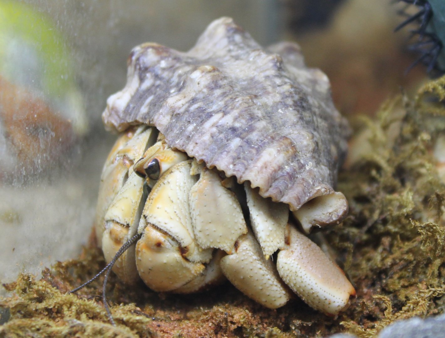 Hermite crab - Coenobita variabilis