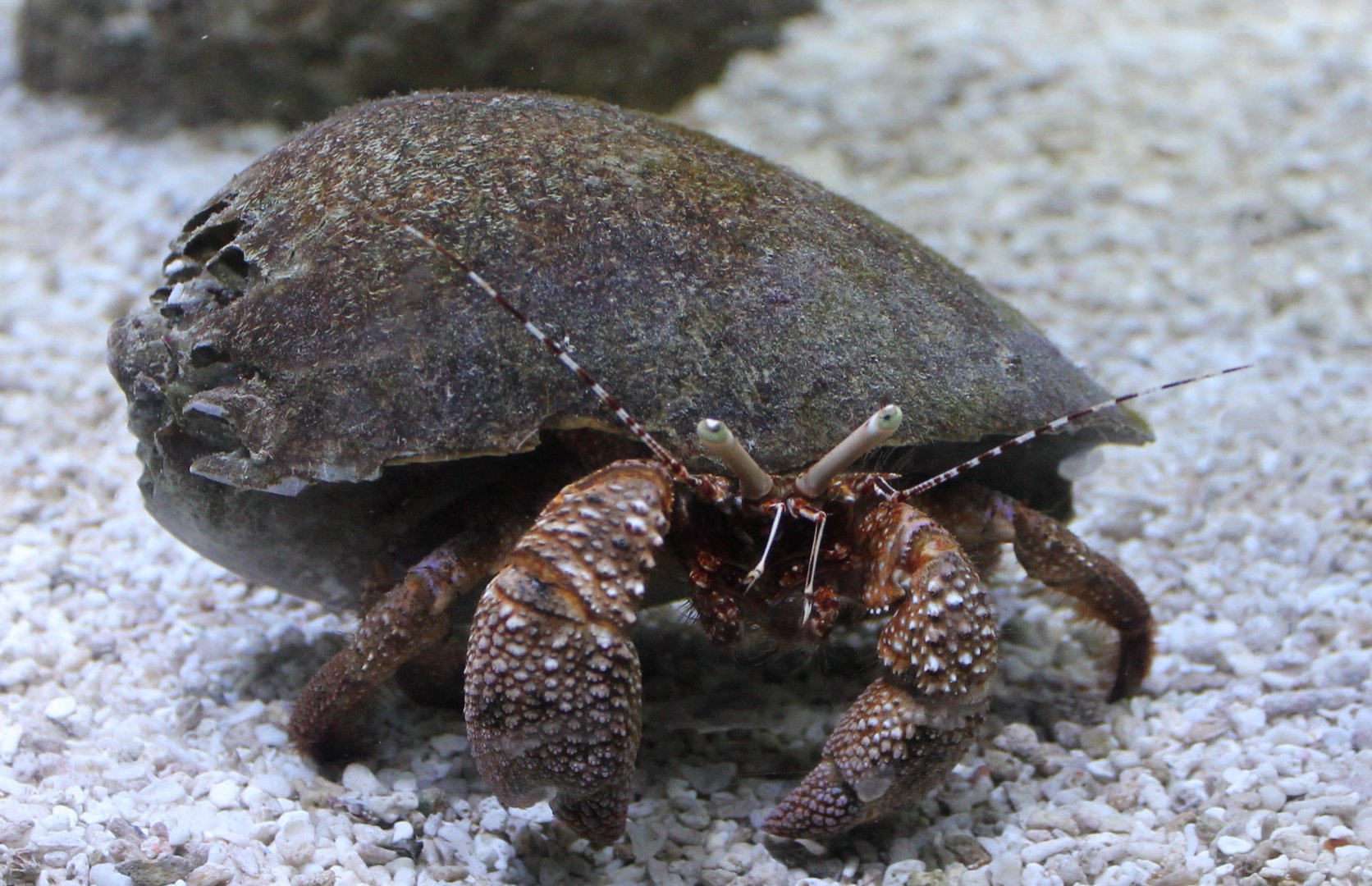 Hermite crab