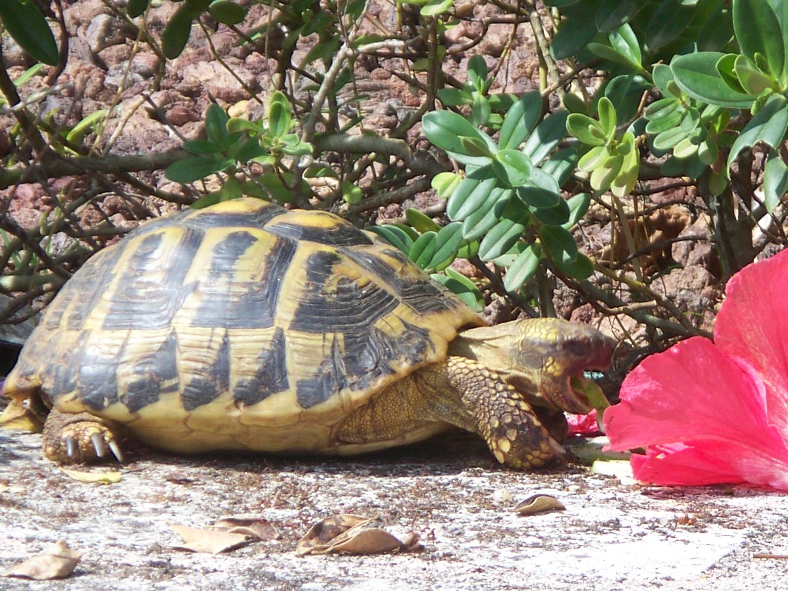 Hermman's tortoise near the pool