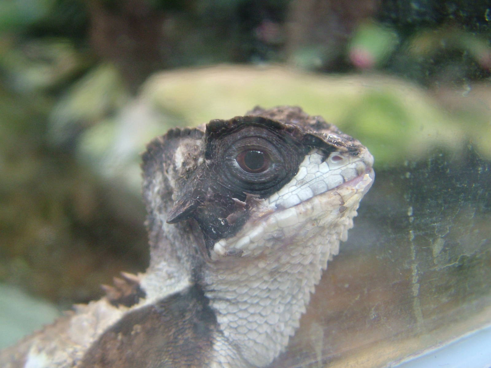 Hernandez's Helmeted Basilisk at Frankfurt 31/08/10