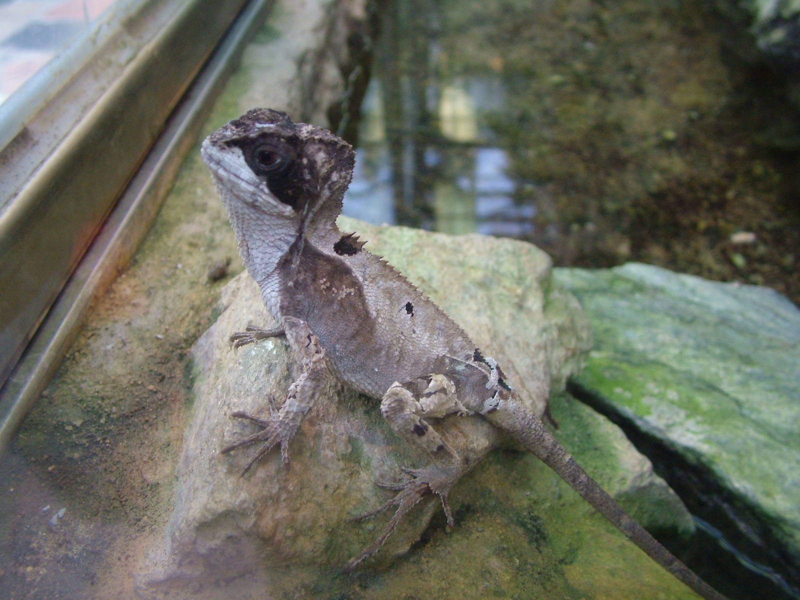 Hernandez's Helmeted Basilisk at Frankfurt 31/08/10