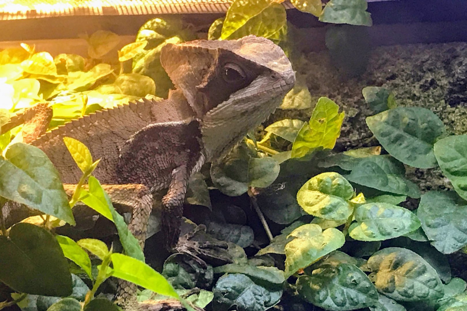 Hernandez's Helmeted Basilisk