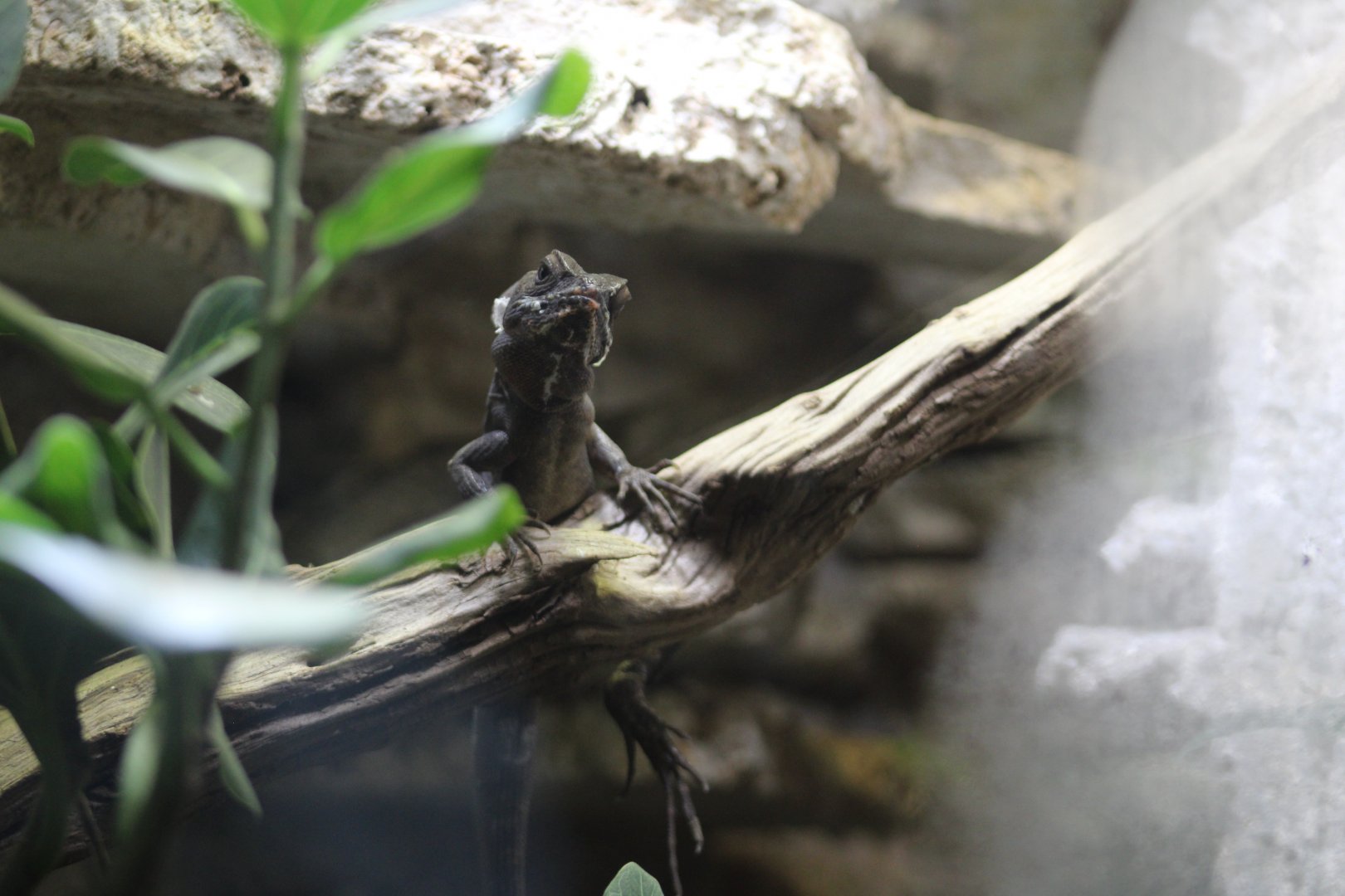 Hernandez's Helmeted Basilisk