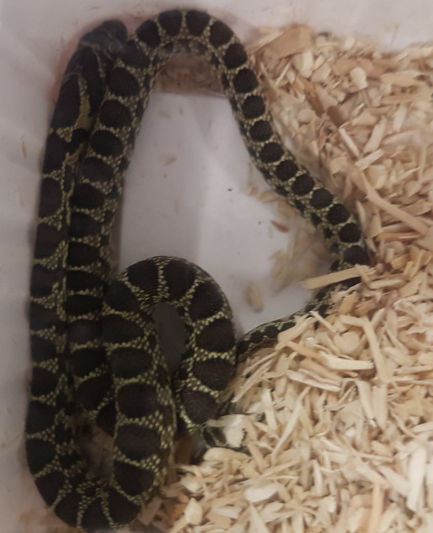 Hernorrhois hippocrepis