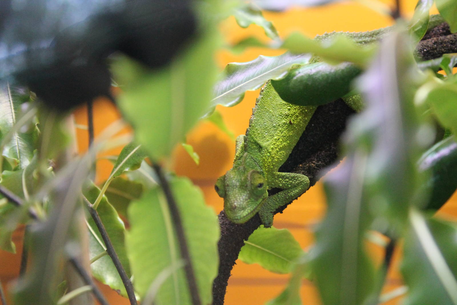Hero HQ, Jacksons chameleon (Trioceros jacksonii)