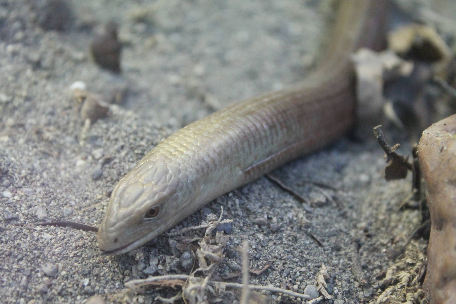 Hero HQ, Scheltopusik (Pseudopus apodus)