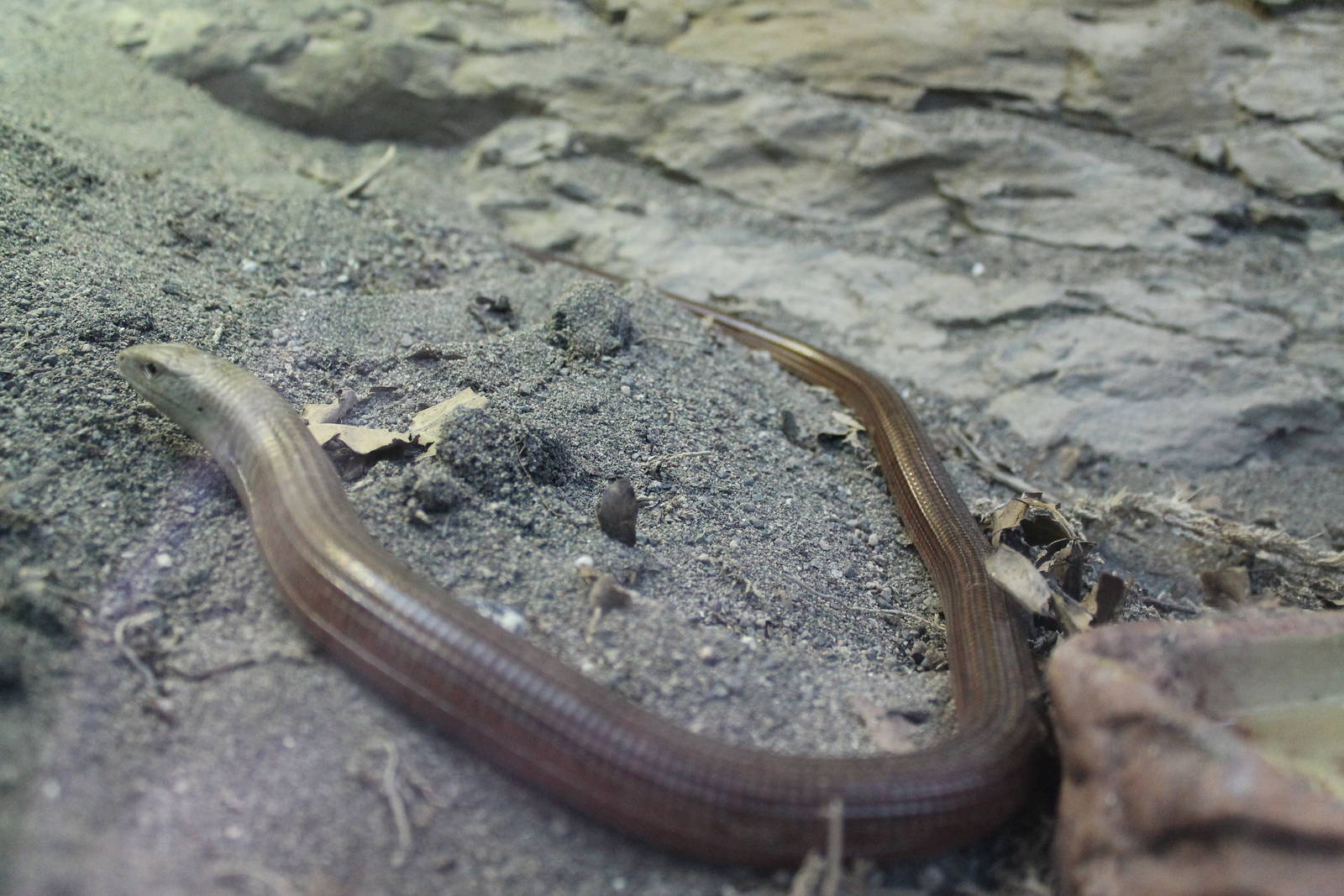 Hero HQ, Scheltopusik (Pseudopus apodus)