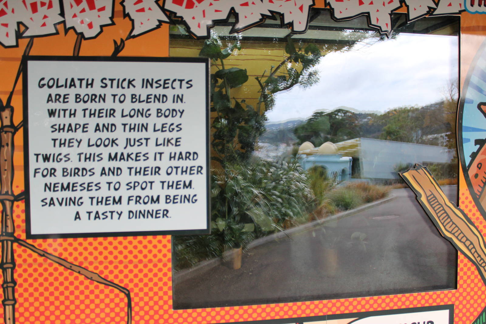 Hero HQ, tank for Goliath Stick Insects (Eurycnema goliath)