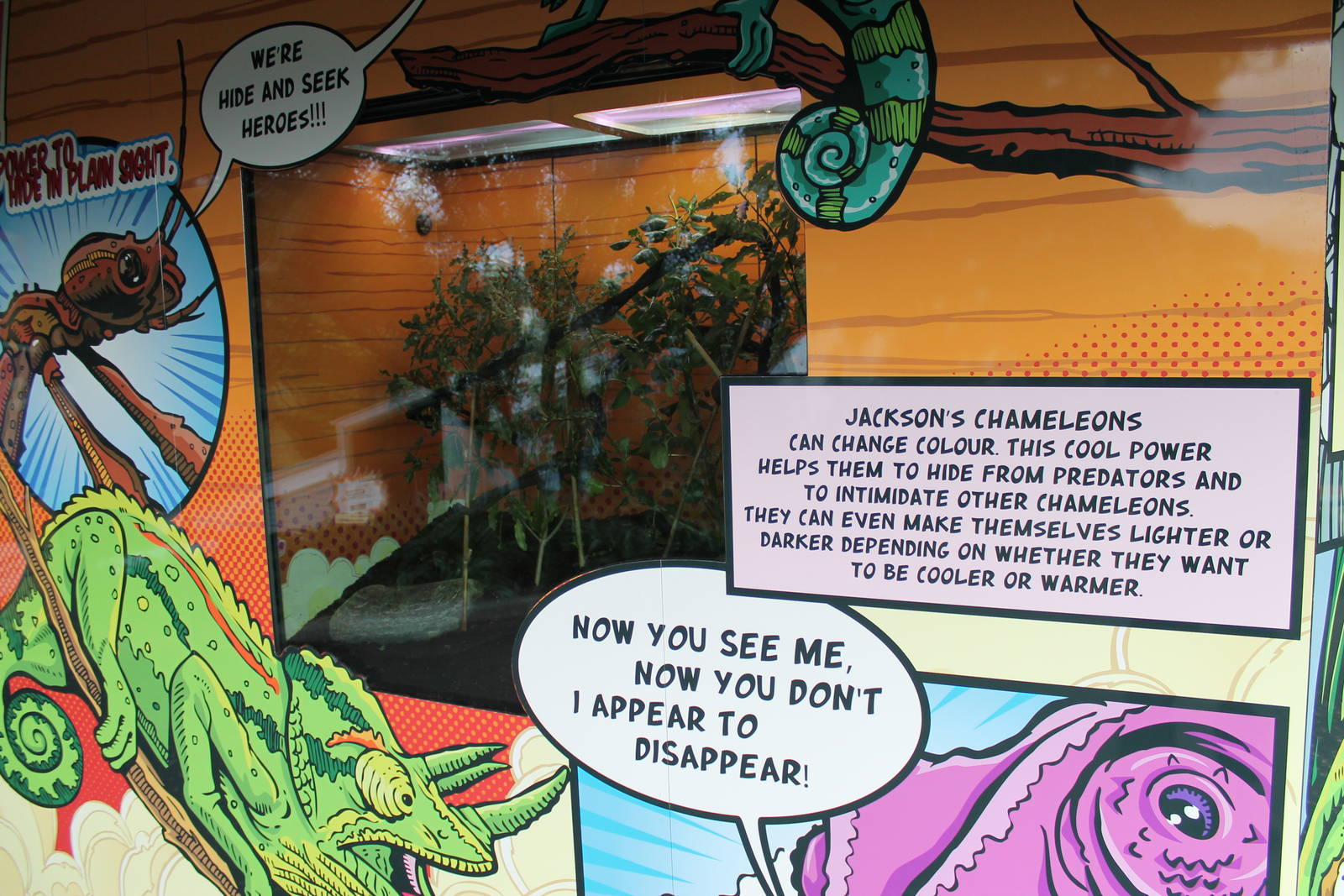 Hero HQ, tank for Jacksons chameleon (Trioceros jacksonii)