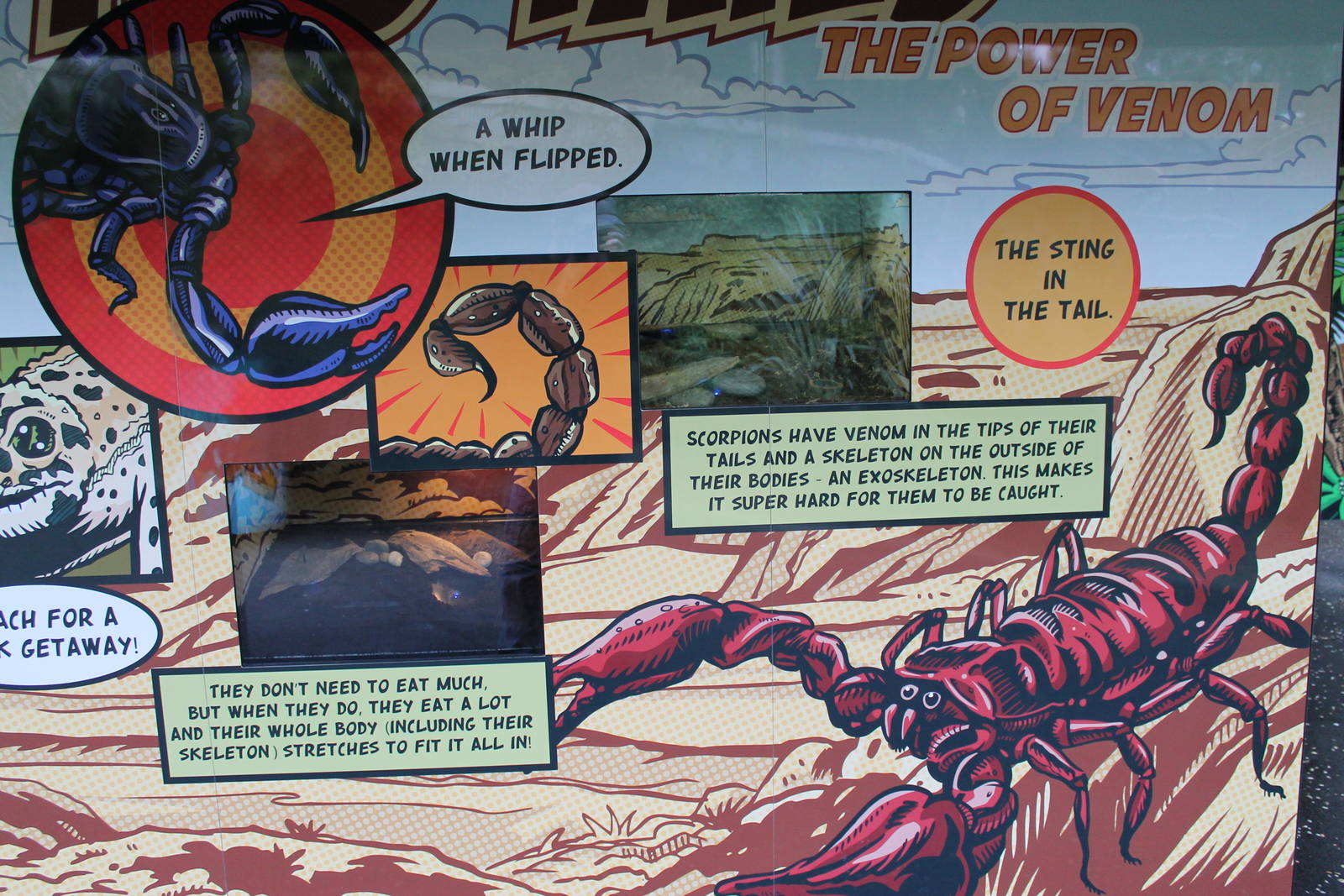 Hero HQ, tanks for Rainforest Scorpions (Liocheles waigiensis)