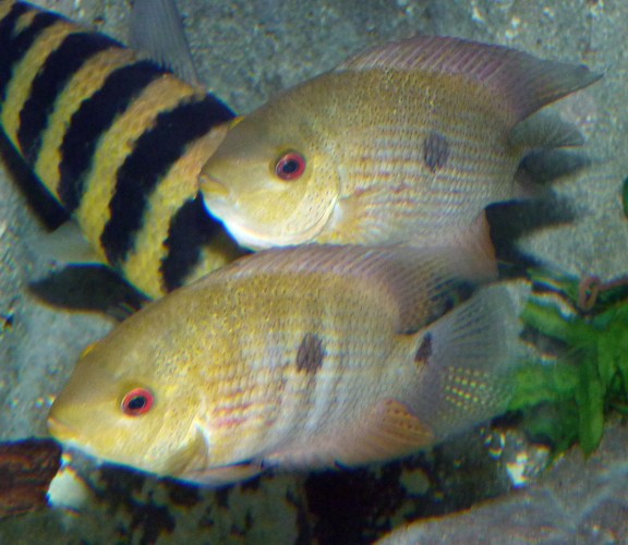 Heroina isonycterina