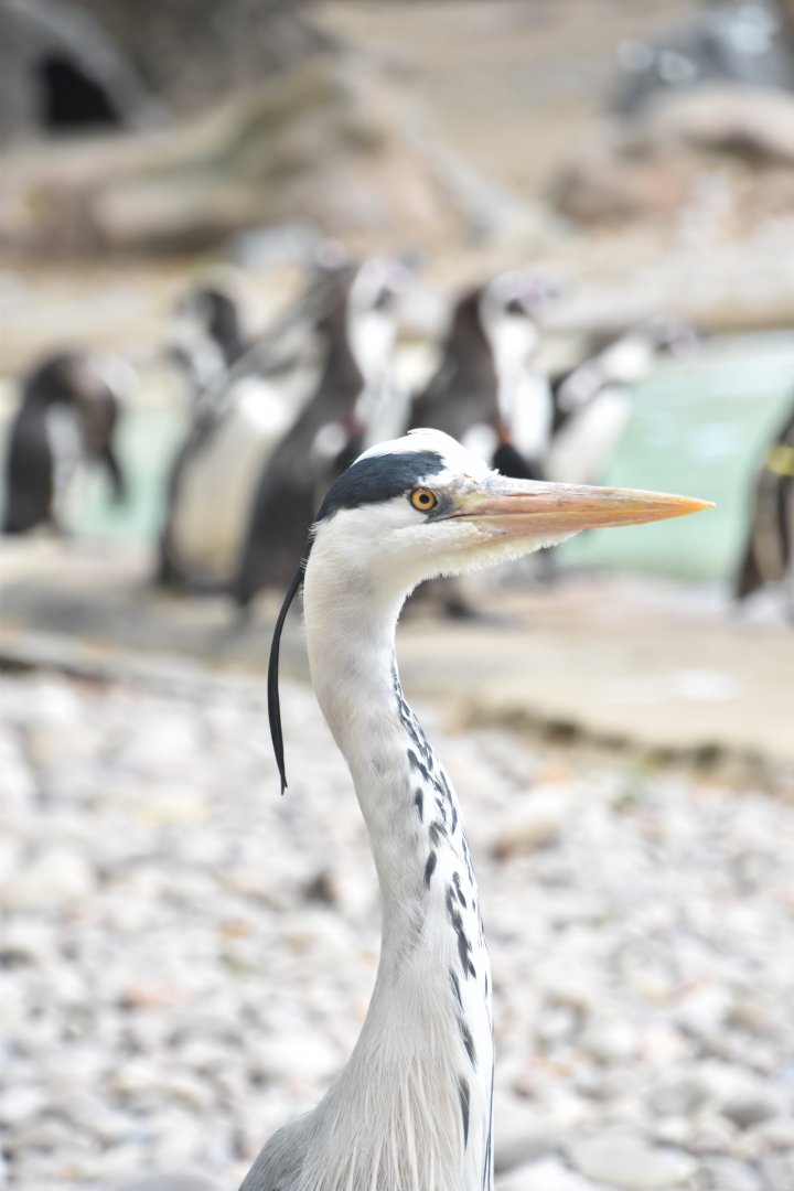 Heron and pugnacious penguins