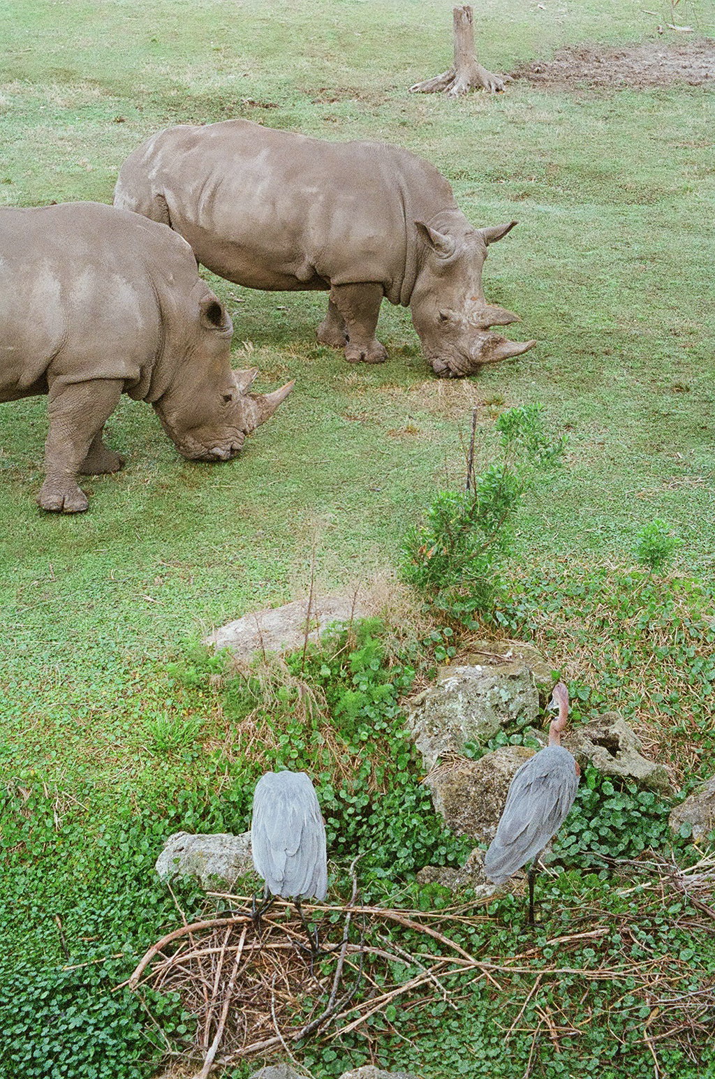 Heron and White Rhino