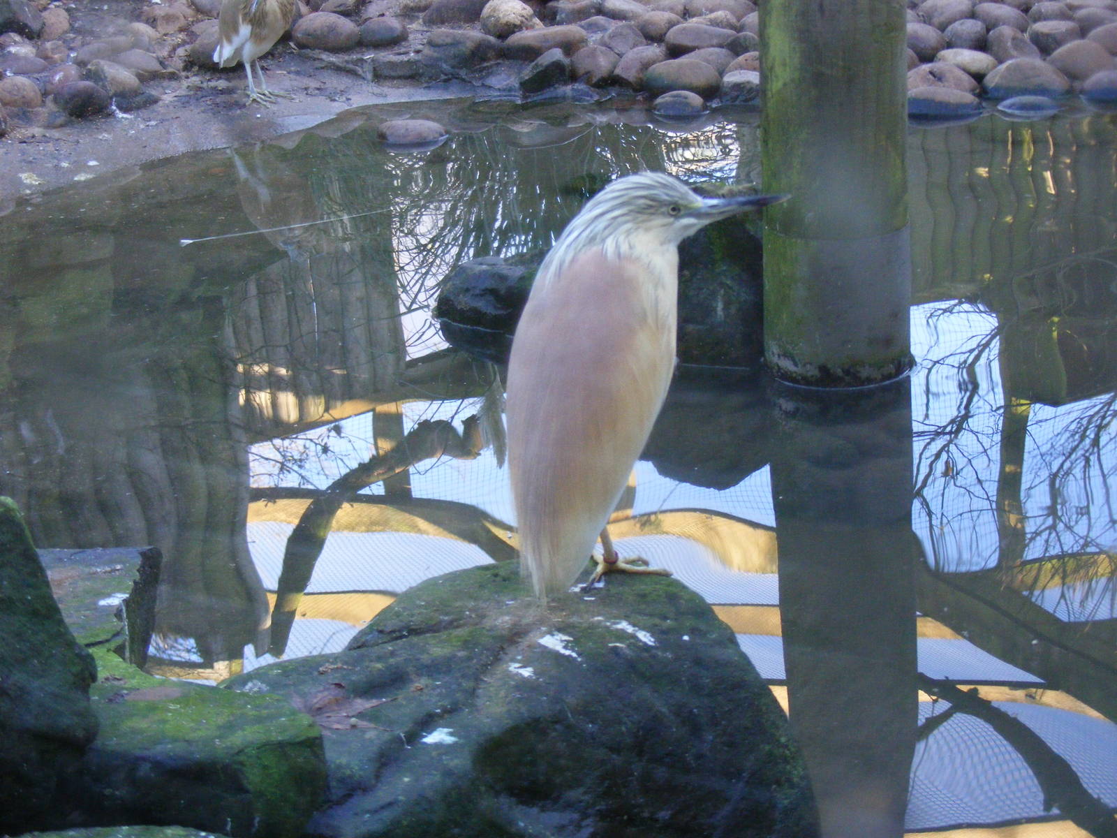 Heron at Blackbrook Zoo, 13 November 2010