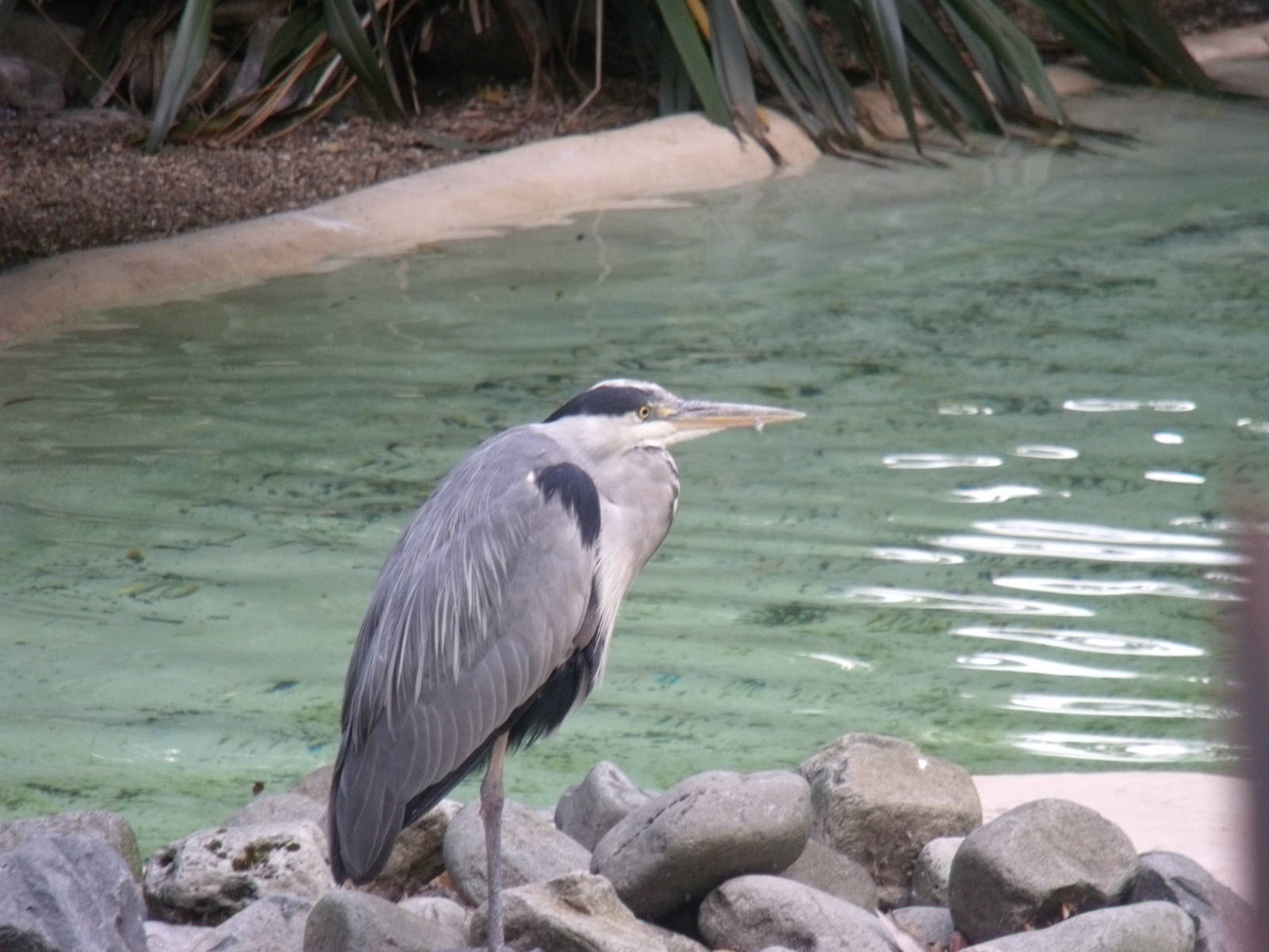 Heron at penguin pool