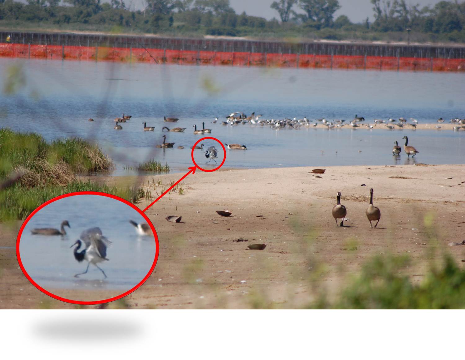 Heron/Egret Identification?