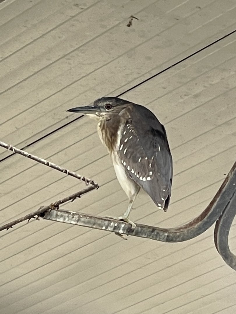 Heron ID? ~ Birdpark Malta