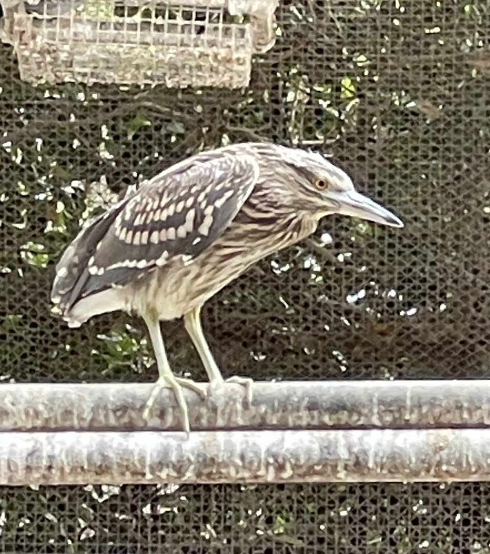 Heron ID? ~ Birdpark Malta