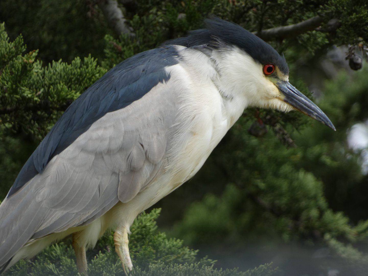 Heron ID? - San Francisco