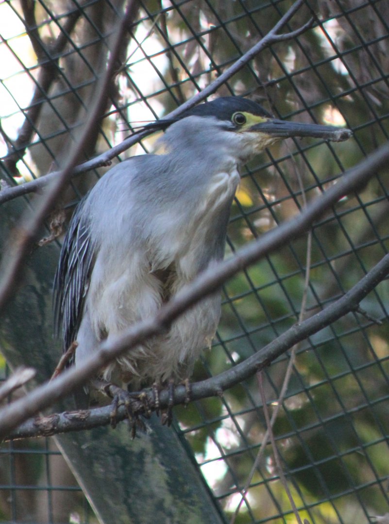 Heron ID