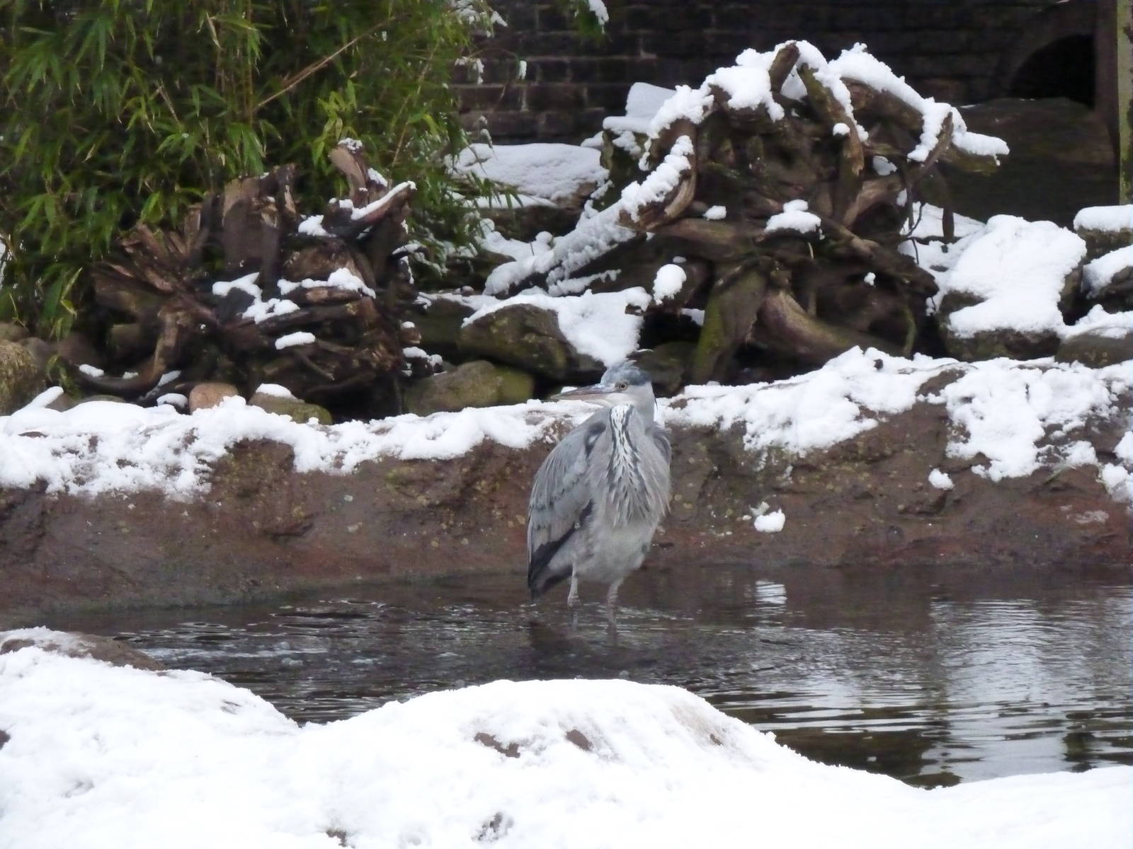 Heron in the otter enclosure