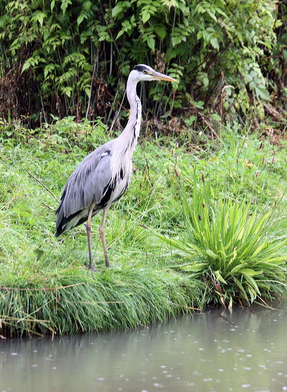 Heron on chimp island