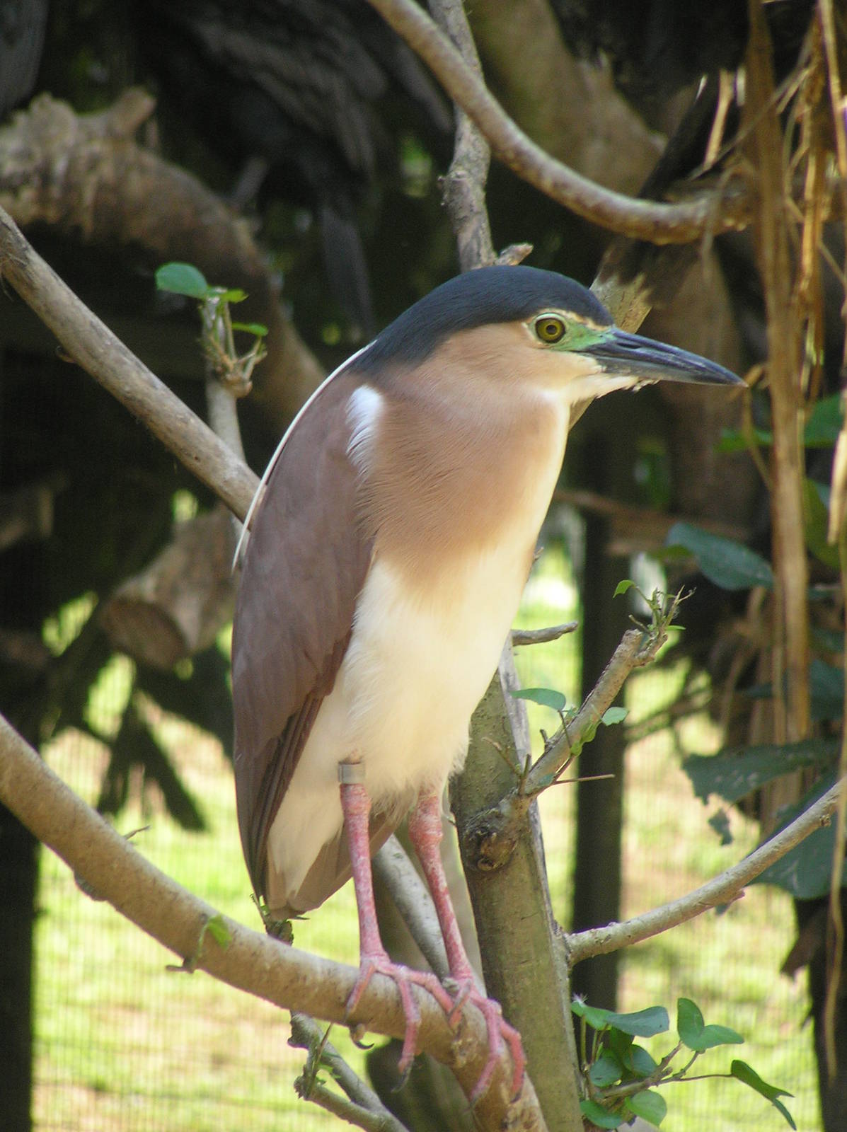 Heron spp. - Jurong 06