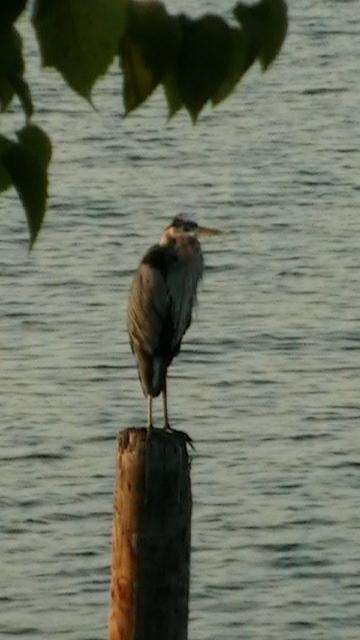 Heron