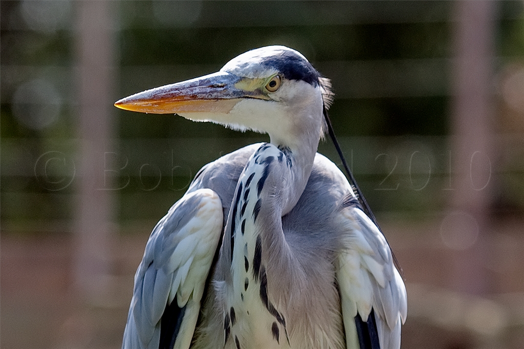 Heron